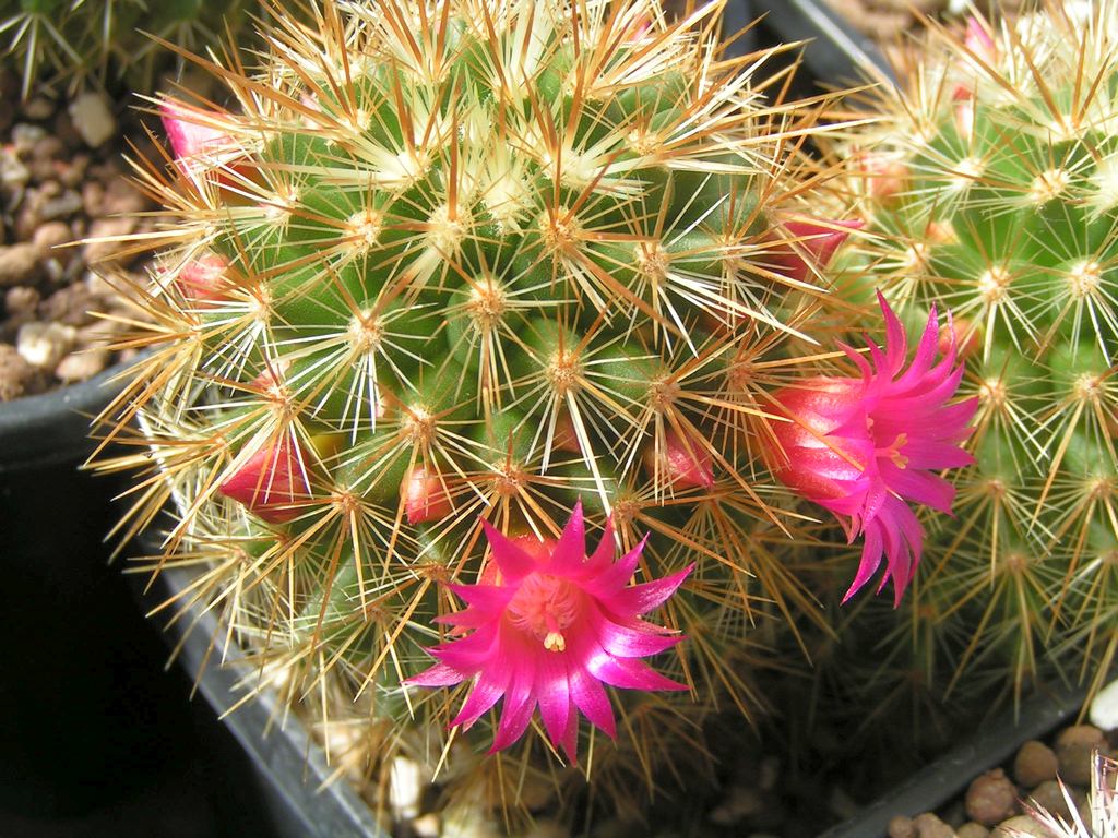 Mammillaria rekoi varaureispina